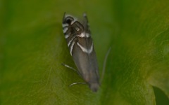 Glyphipterix simpliciella