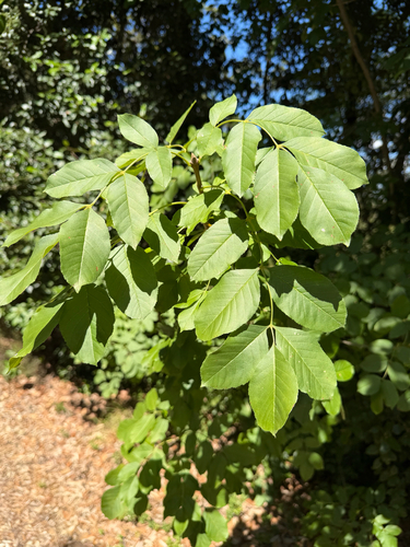 Manna ash