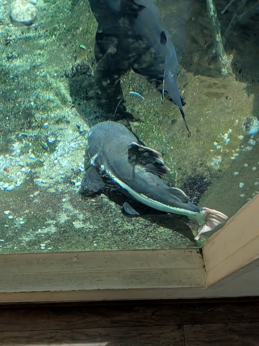 Red Tail Catfish