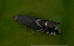 Glyphipterix simpliciella
