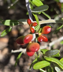 Castela erecta