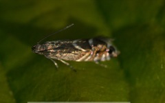Glyphipterix simpliciella