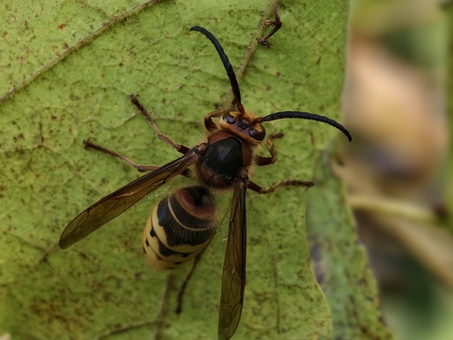 European Hornet