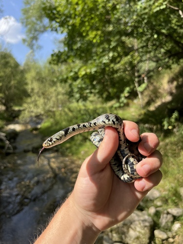 Barred Grass Snake