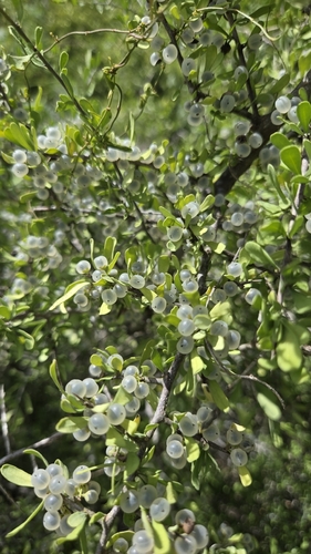 Phaulothamnus spinescens, photograph 1