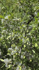 Phaulothamnus spinescens