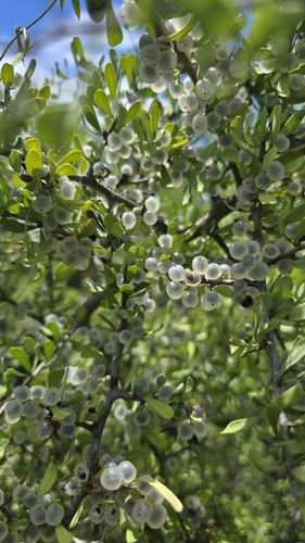 Phaulothamnus spinescens, photograph 2