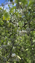 Phaulothamnus spinescens, photograph (c) Nicole, some rights reserved (CC BY)