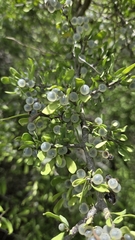 Phaulothamnus spinescens, photograph (c) Nicole, some rights reserved (CC BY)