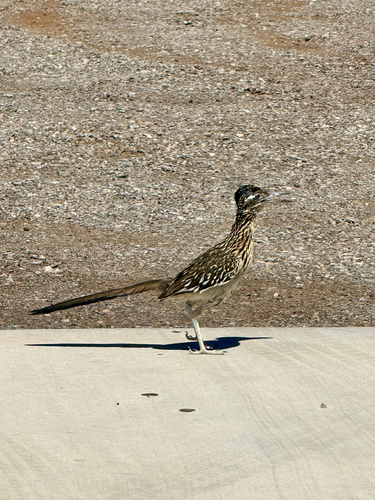 Greater Roadrunner