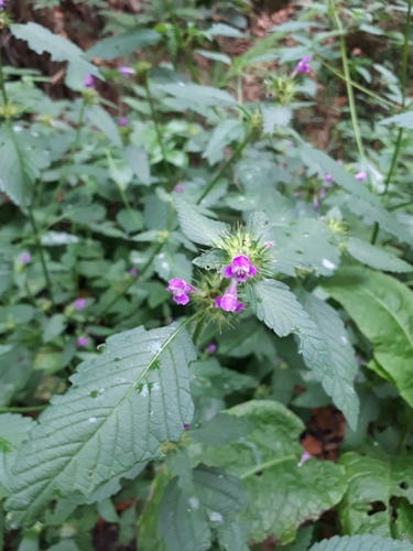 Common hemp-nettle
