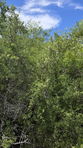 Phaulothamnus spinescens, photograph 4