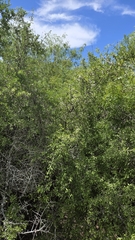 Phaulothamnus spinescens, photograph (c) Nicole, some rights reserved (CC BY)