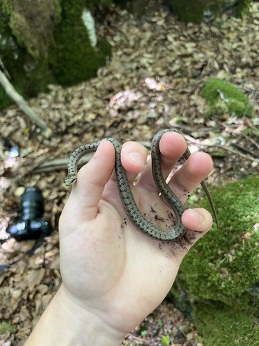 Smooth Snake