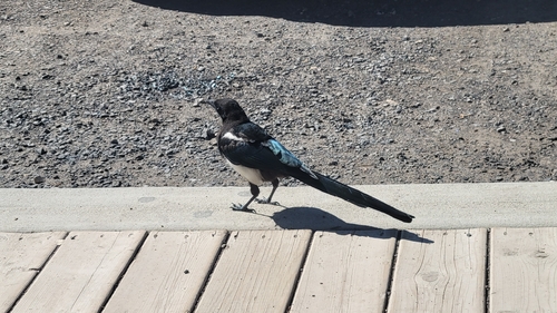 Black-billed Magpie