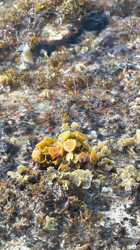 Turbinaria turbinata observed 2026-08-29