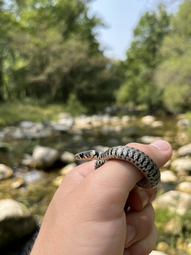 Barred Grass Snake