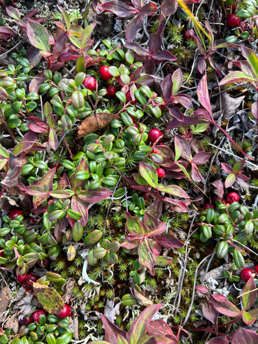 Lingonberry