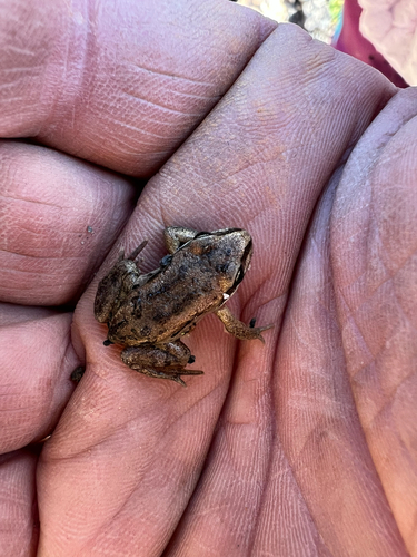 Wood Frog