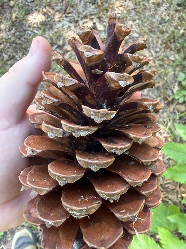 maritime pine