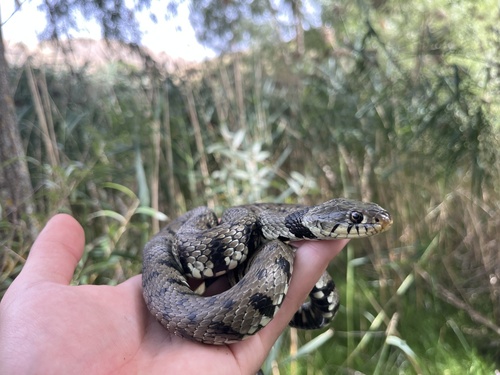 Barred Grass Snake