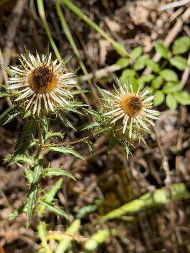 Carline Thistle
