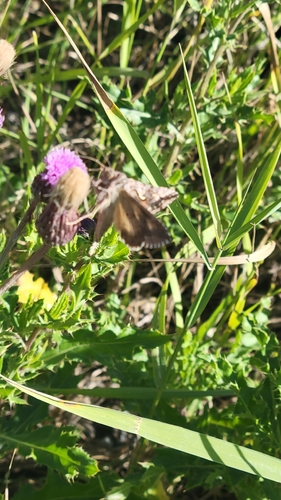 Alfalfa Looper
