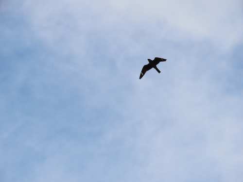 Common Nighthawk