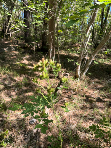 Ploughman's-spikenard