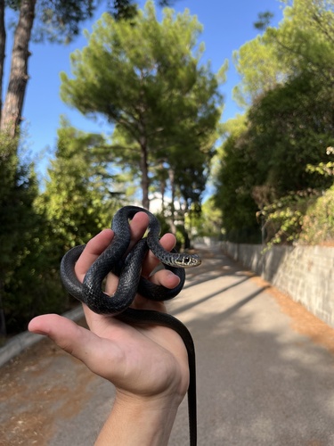 Green Whip Snake