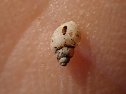 Galba truncatula observed 2026-08-31