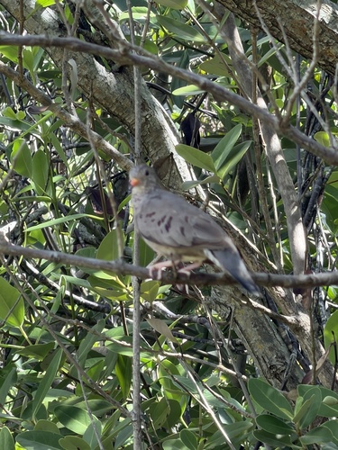 Common Ground Dove observed by adamha101