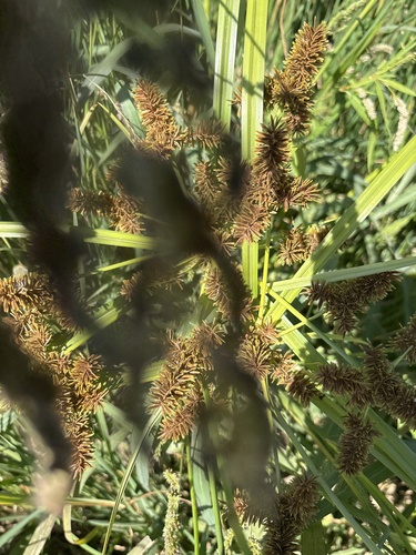 redroot flatsedge