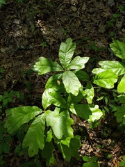 Amphibolips acuminata