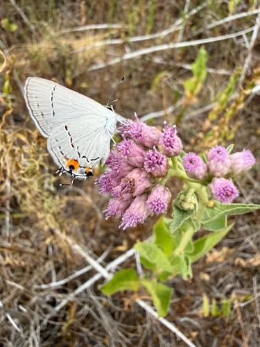 Gray Hairstreak