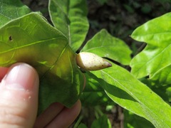 Amphibolips acuminata