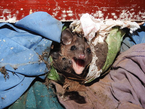 Gray Short-tailed Opossum