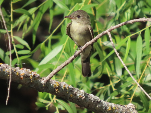 Eastern Wood-Pewee