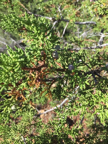 Redberry juniper (Juniperus coahuilensis)