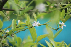 Citrus × aurantiifolia