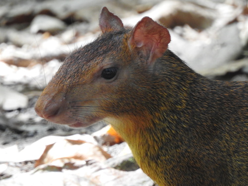 Iack's Red-rumped Agouti