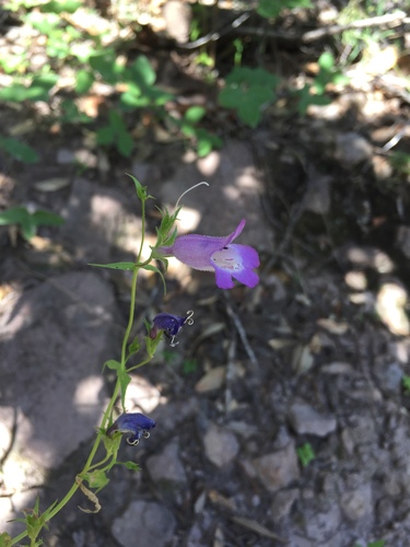 Penstemon campanulatus, photograph 1