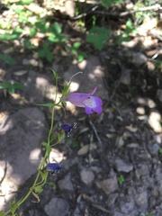 Penstemon campanulatus