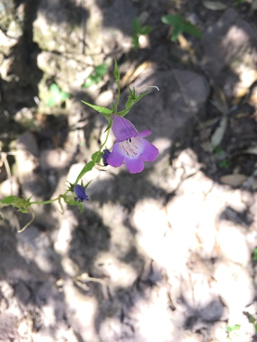Penstemon campanulatus, photograph 2