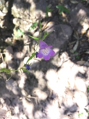 Penstemon campanulatus, photograph (c) Oscar C. González Martínez, some rights reserved (CC BY-SA)