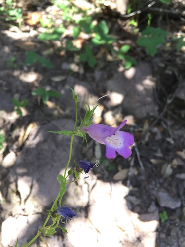 Penstemon campanulatus, photograph 3