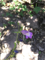 Penstemon campanulatus, photograph (c) Oscar C. González Martínez, some rights reserved (CC BY-SA)