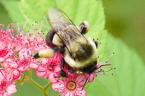 Common Eastern Bumble Bee