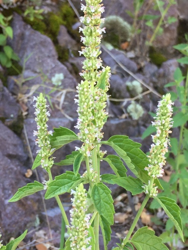 Agastache micrantha, 2026-08-23