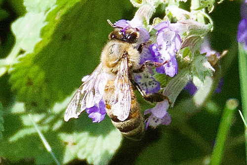 Western Honey Bee